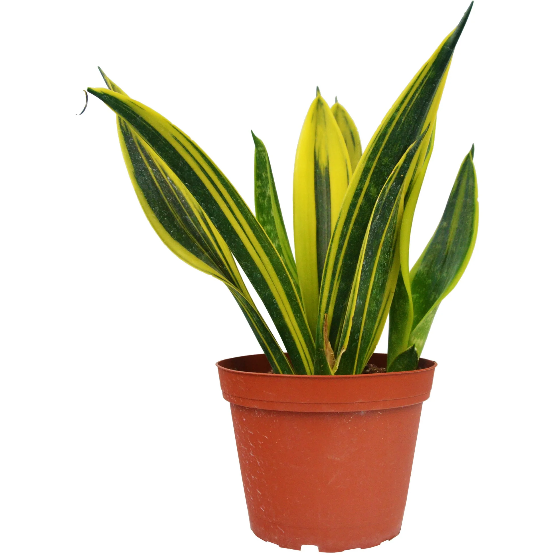 Sansevieria Gold Flame - 6"