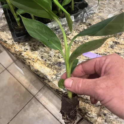 Musa - 4 Dwarf Cavendish - 4-8" Banana Tree ORGANIC