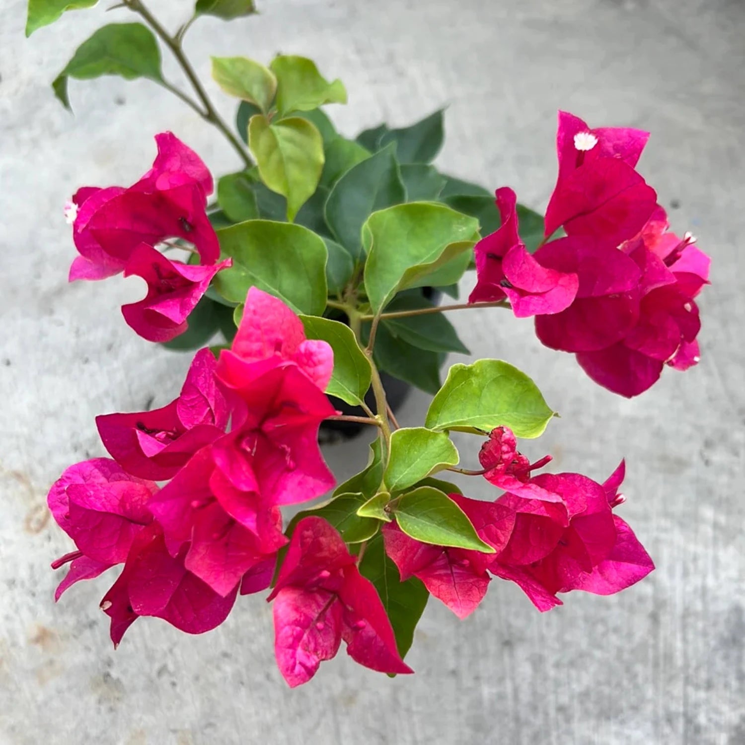 Bougainvillea - 'Barbara Karst'