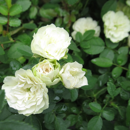 Green Ice Rose Seeds