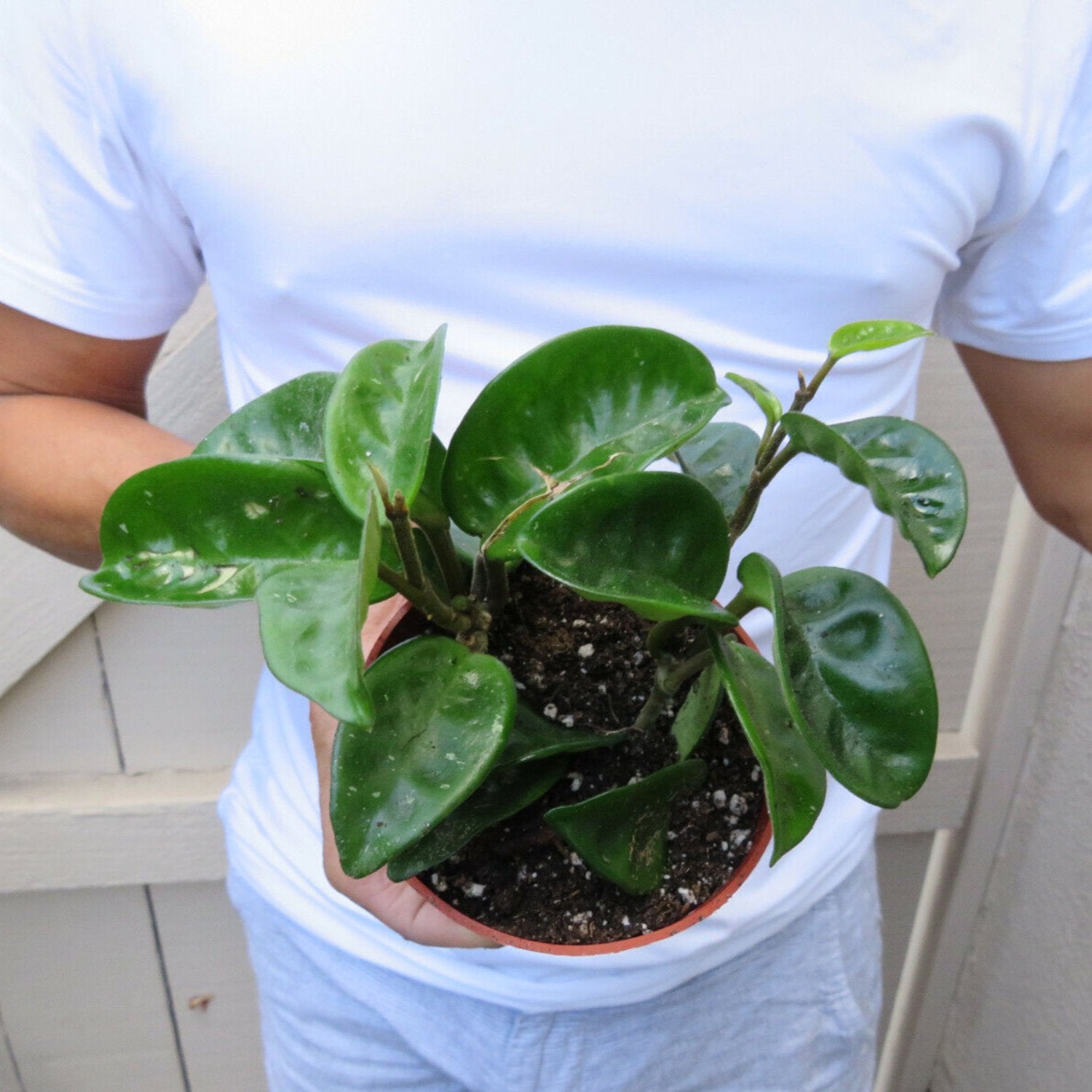 Hoya Carnosa Krinkle Wax - 6"