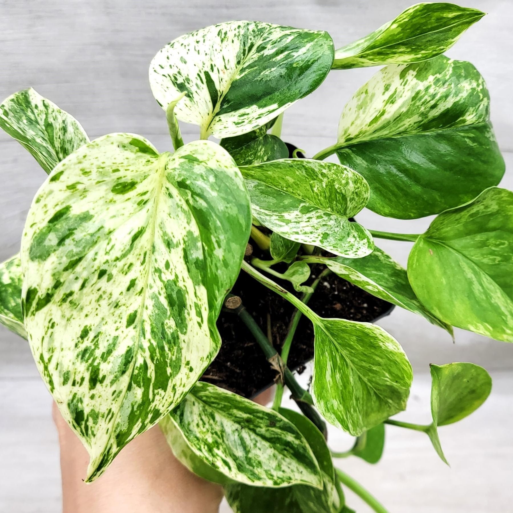 Marble Queen Pothos - 2"