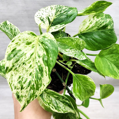 Marble Queen Pothos - 2"