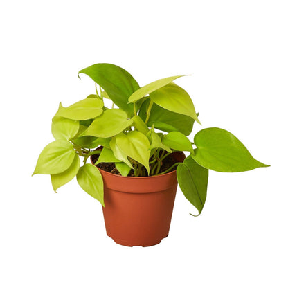 Philodendron Neon Cordatum - 4"