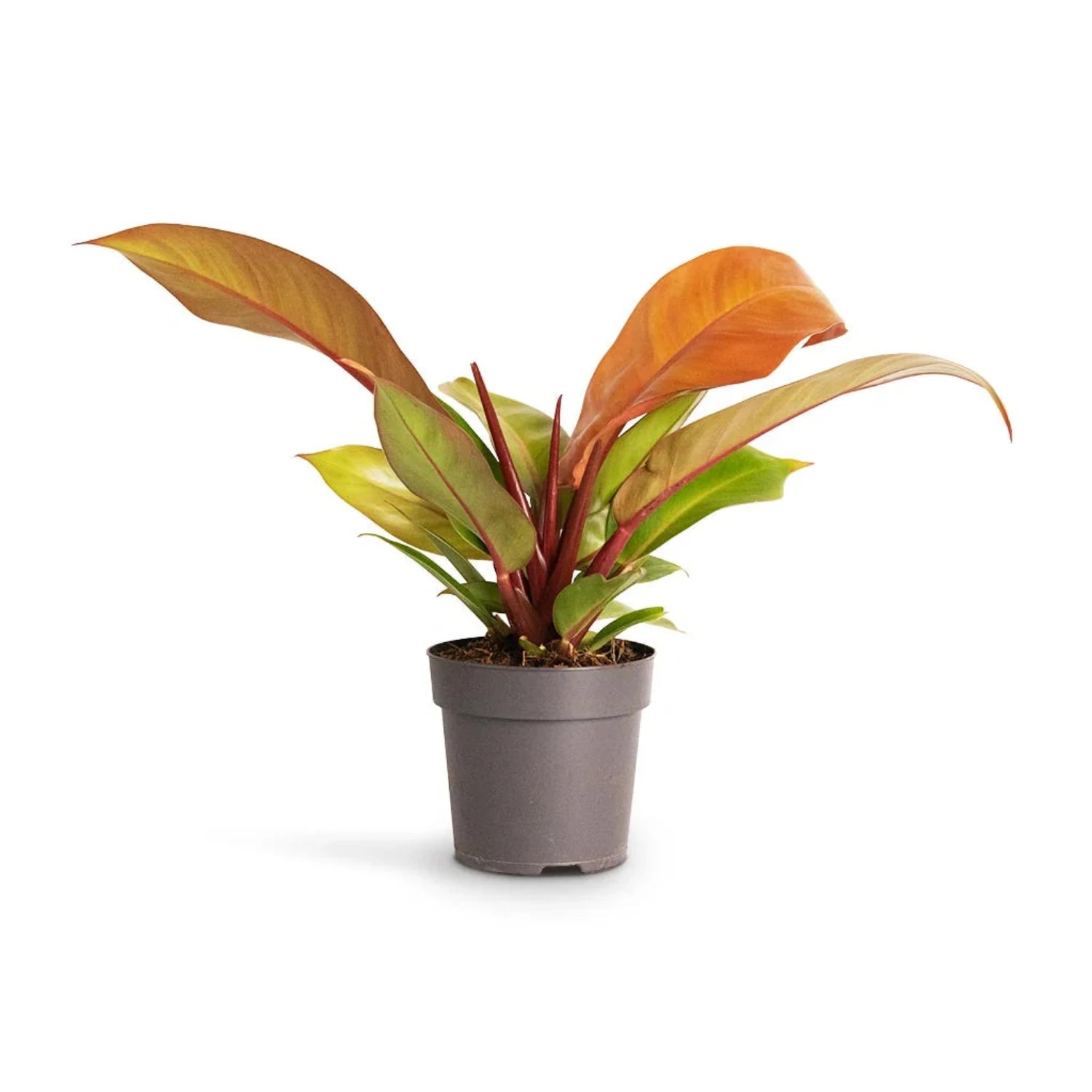 Philodendron (Prince of Orange) - 6"