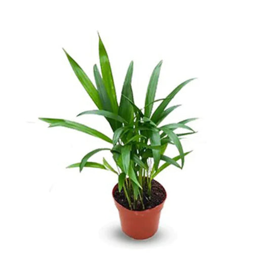 Areca Palm (Golden Cane Palm) - 3''