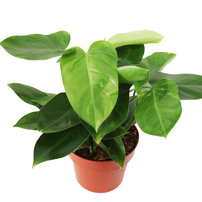 Emerald Green Philodendron - 8''