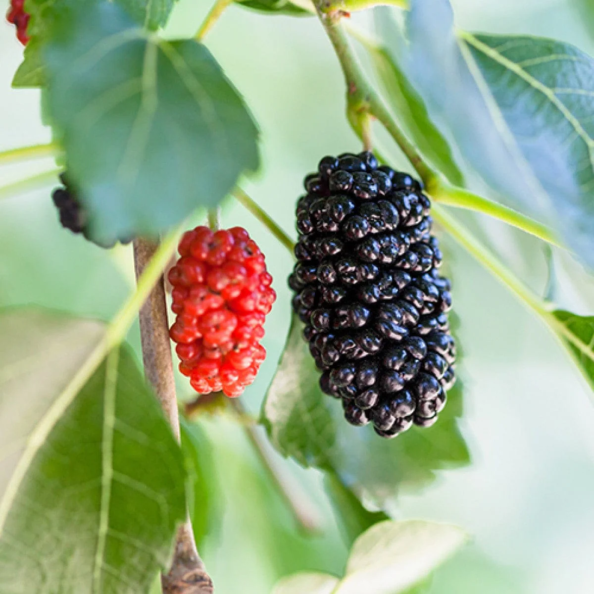 Mulberry Tree - 'Dwarf Everbearing' - 2 Plants