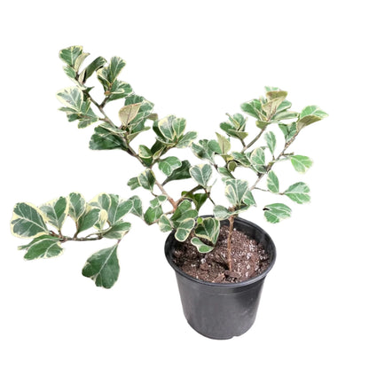 Ficus Triangularis Variegata - 6"