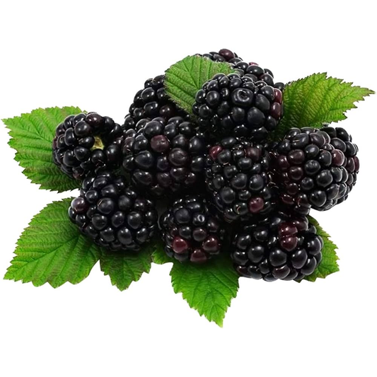 Mulberry Tree - 'Dwarf Everbearing' - Morus Nigra 2 Plants Edible Fruit