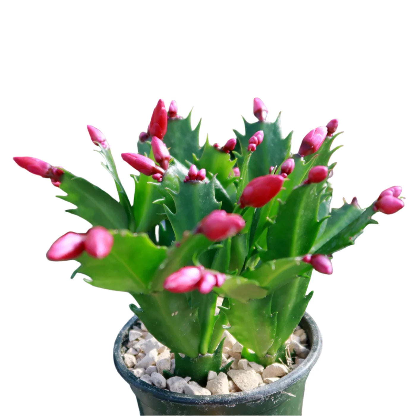 Christmas Cactus Red - 4''