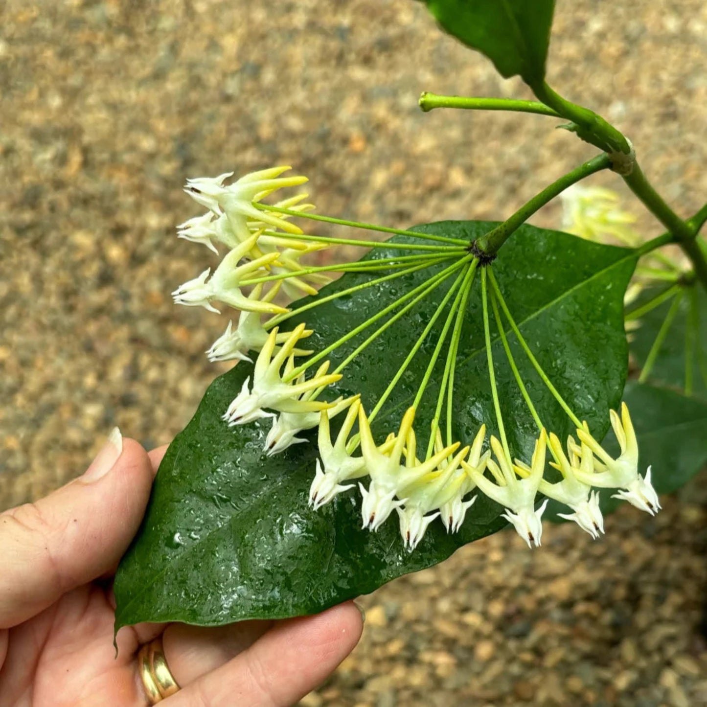 Hoya Multiflora Shooting Star - 2.5''