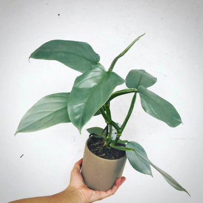 Philodendron Silver Sword - 6"