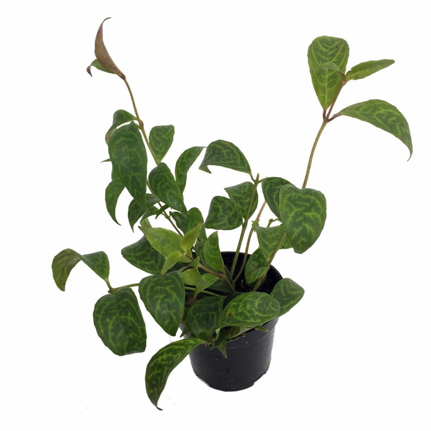 Black Pagoda (Lipstick plant) - 4''