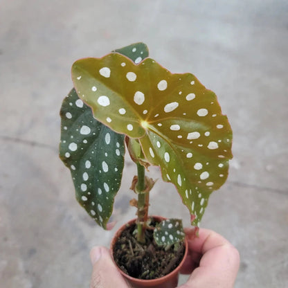 Begonia Maculata - 2''