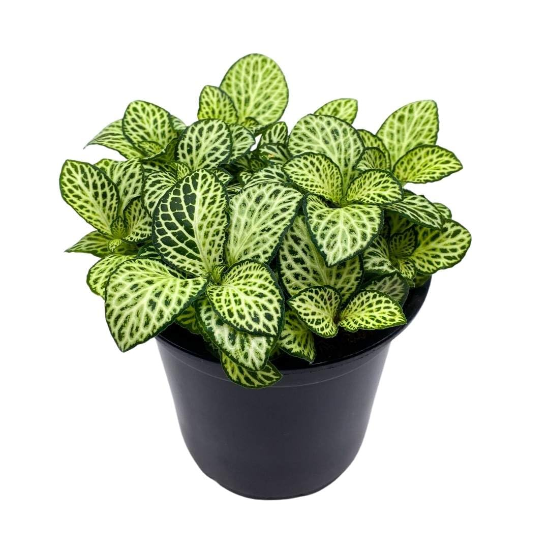 White Nerve Fittonia - 4"