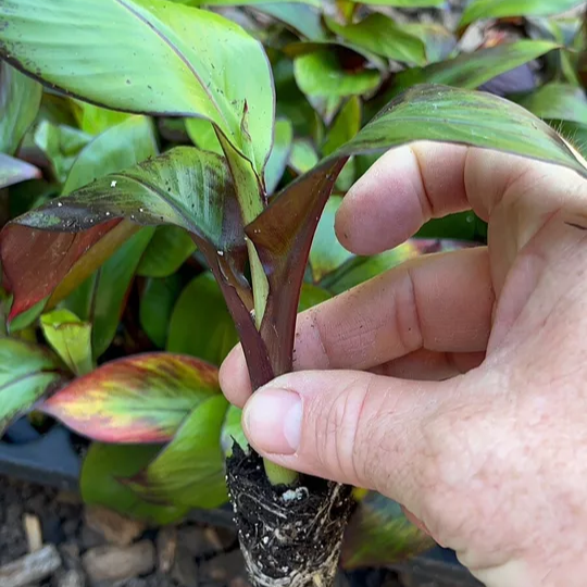 Ensete Maurelii - Red Abyssinian Banana 