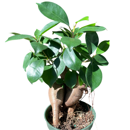 Ficus Microcarpa Ginseng - 4"