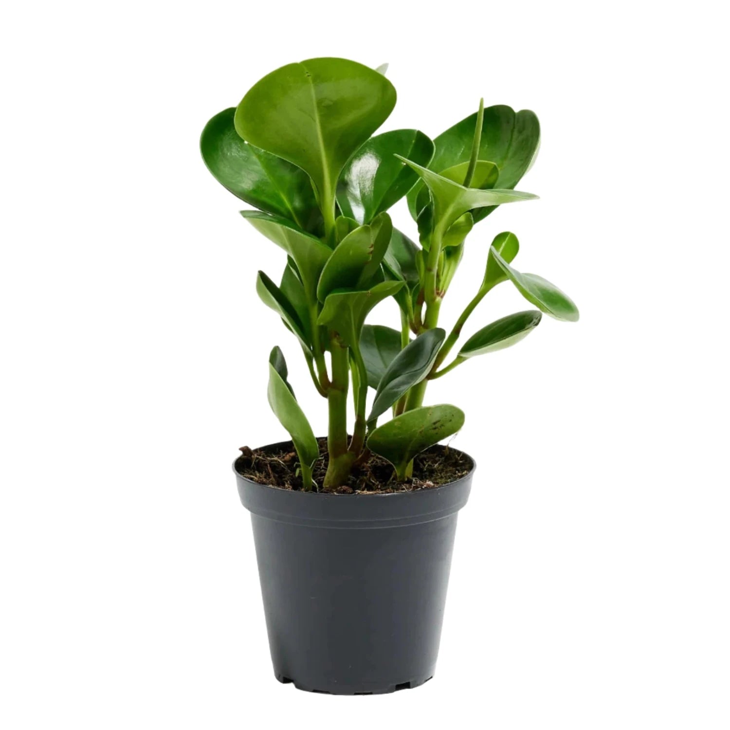 Peperomia - Obtusifolia - 'Baby Rubber Plant'