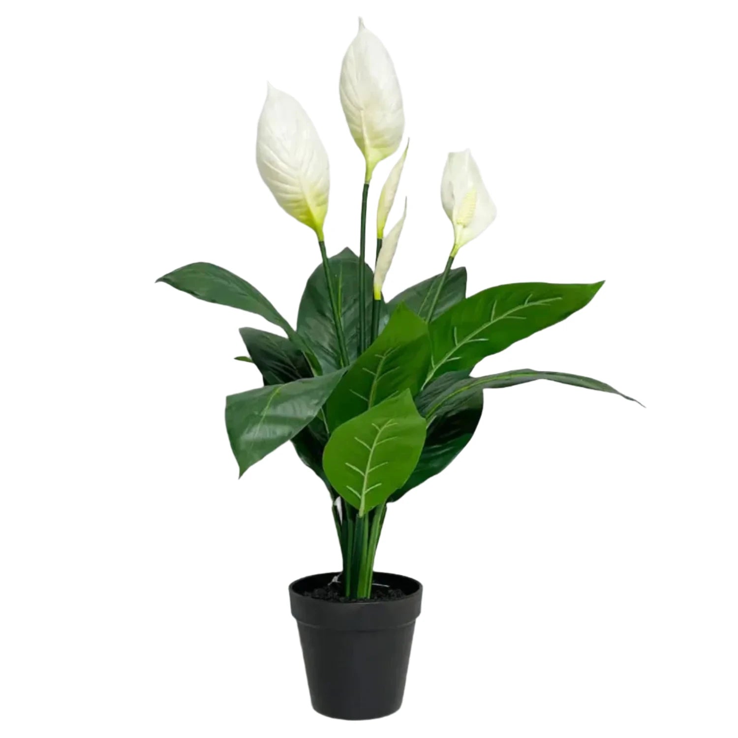 Peace Lily - 2''