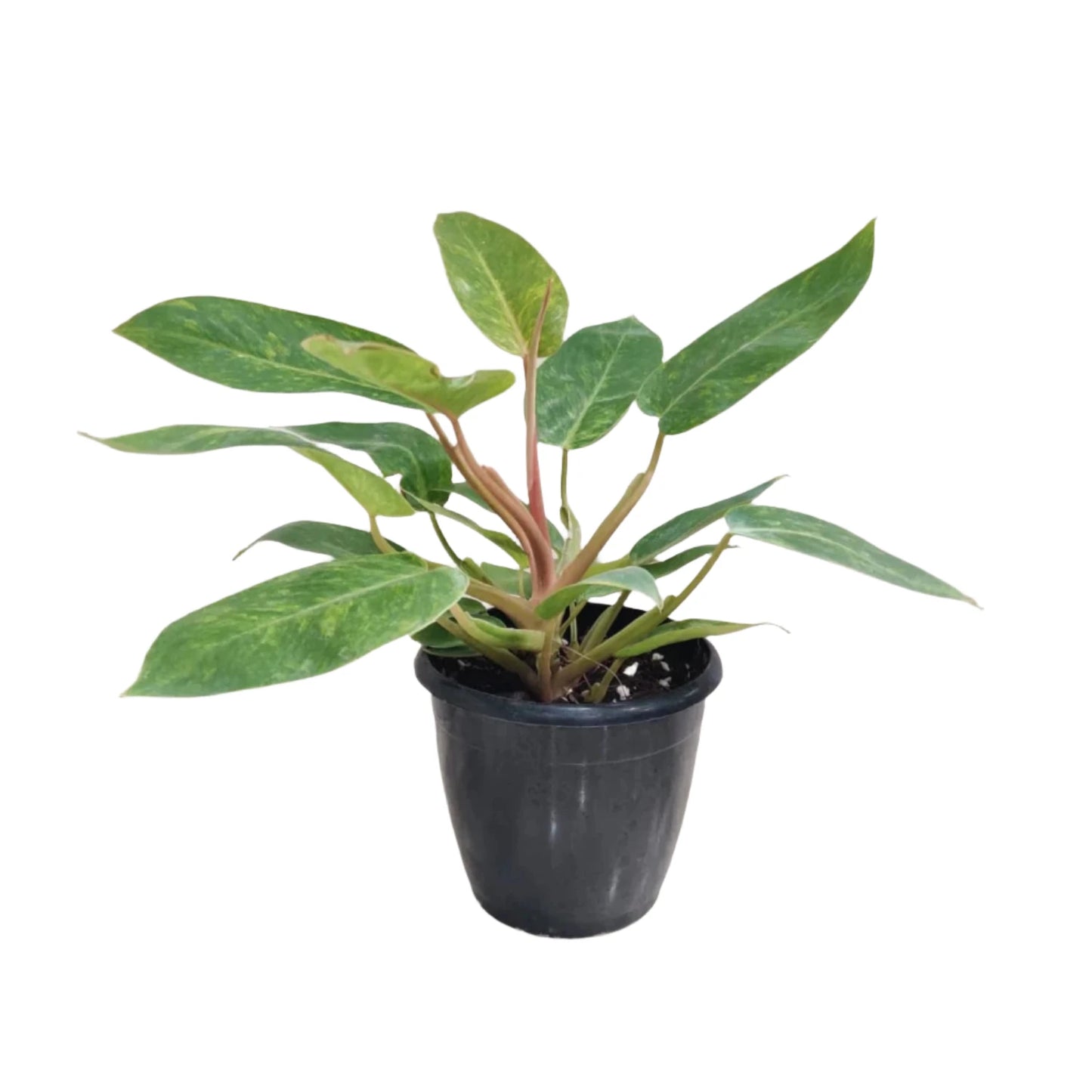 Philodendron Super Dwarf Red - 2''