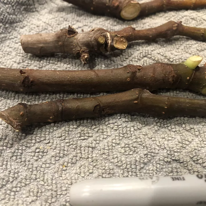 Fig Tree cuttings "White Adriatic" ! 10 Cuttings!