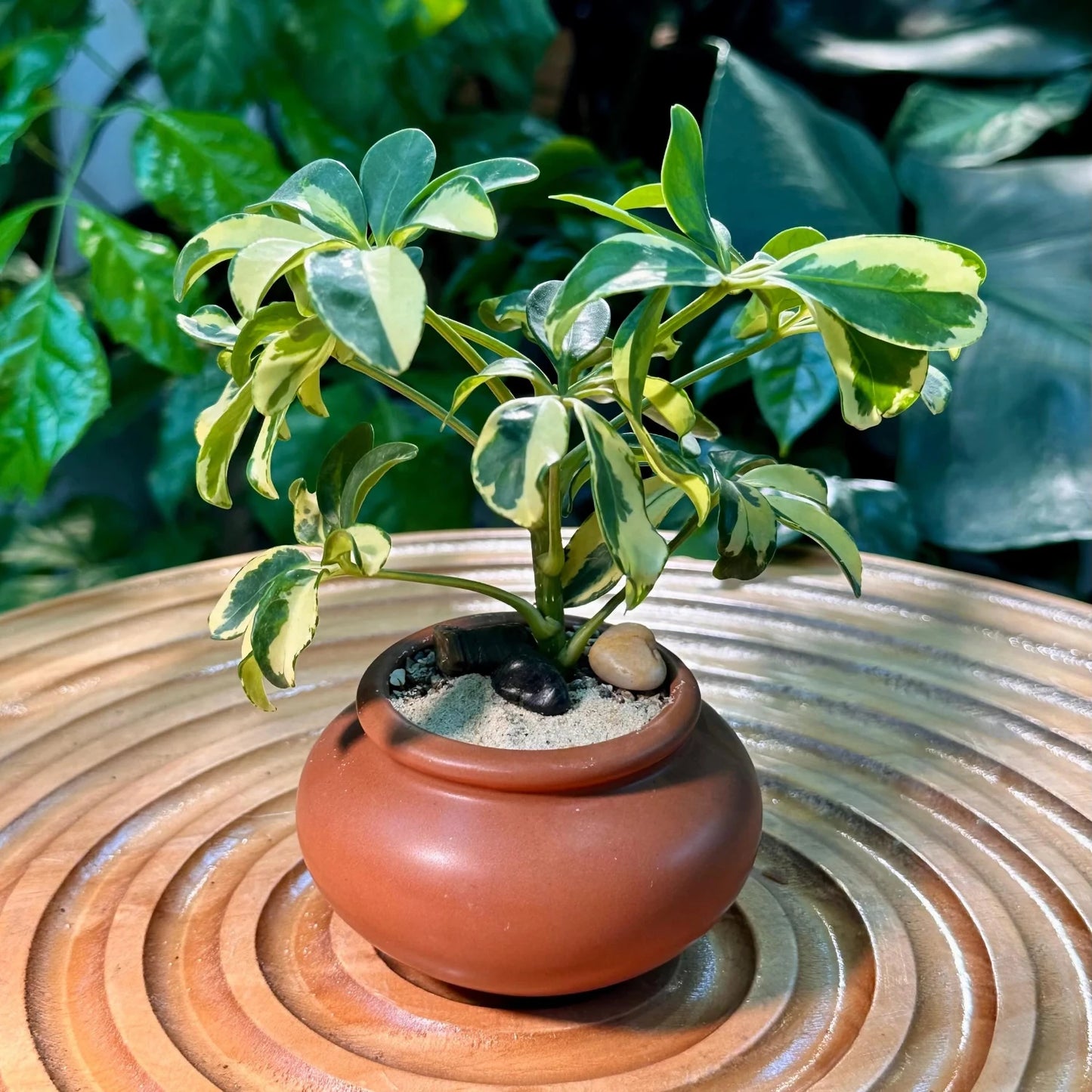 Schefflera Arboricola 'Umbrella Plant' Variegated' - 4''