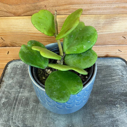 Hoya Kerrii Non-Variegated - 6"