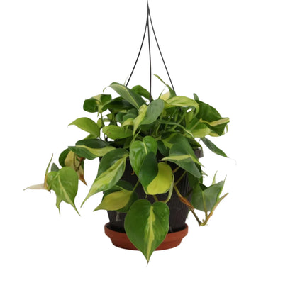 Philodendron Brazil - 8"