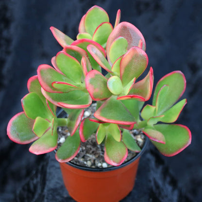 Crassula Ovata (Sunset Jade) - 4''