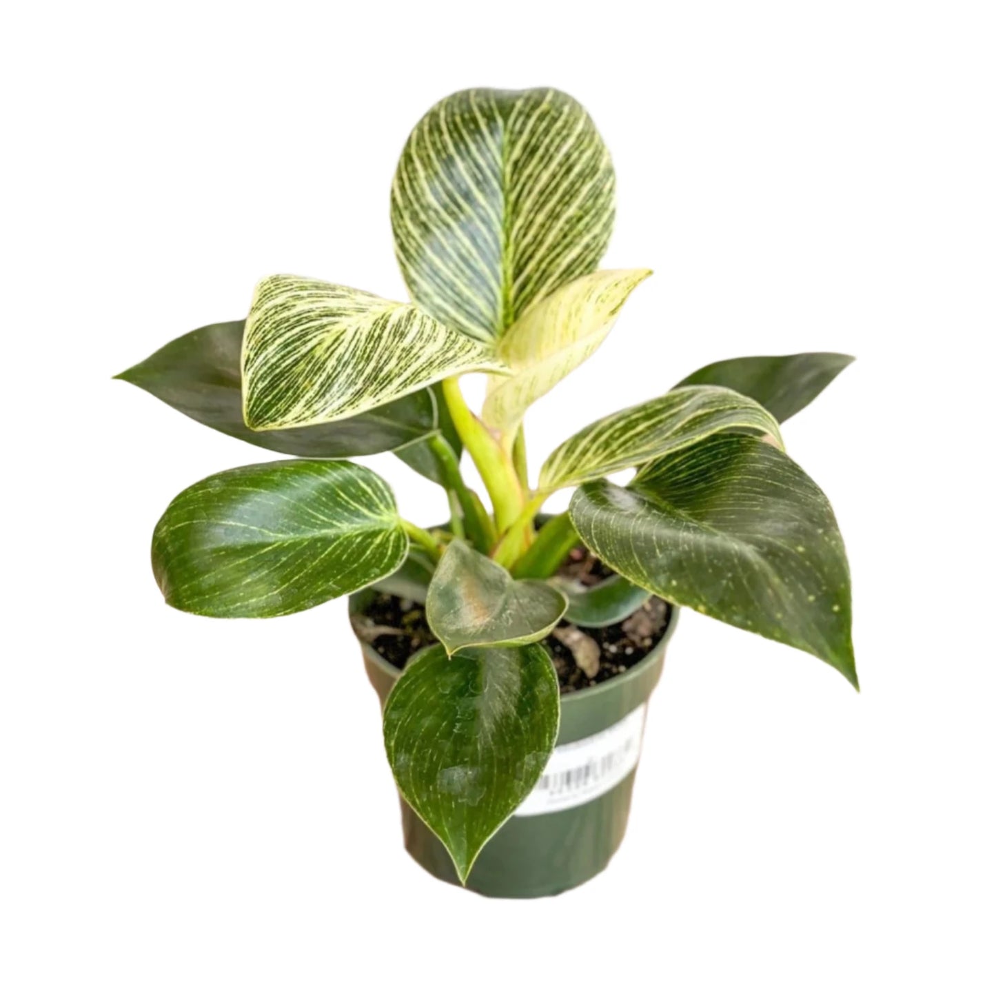 Birkin Philodendron Variegated- 2"