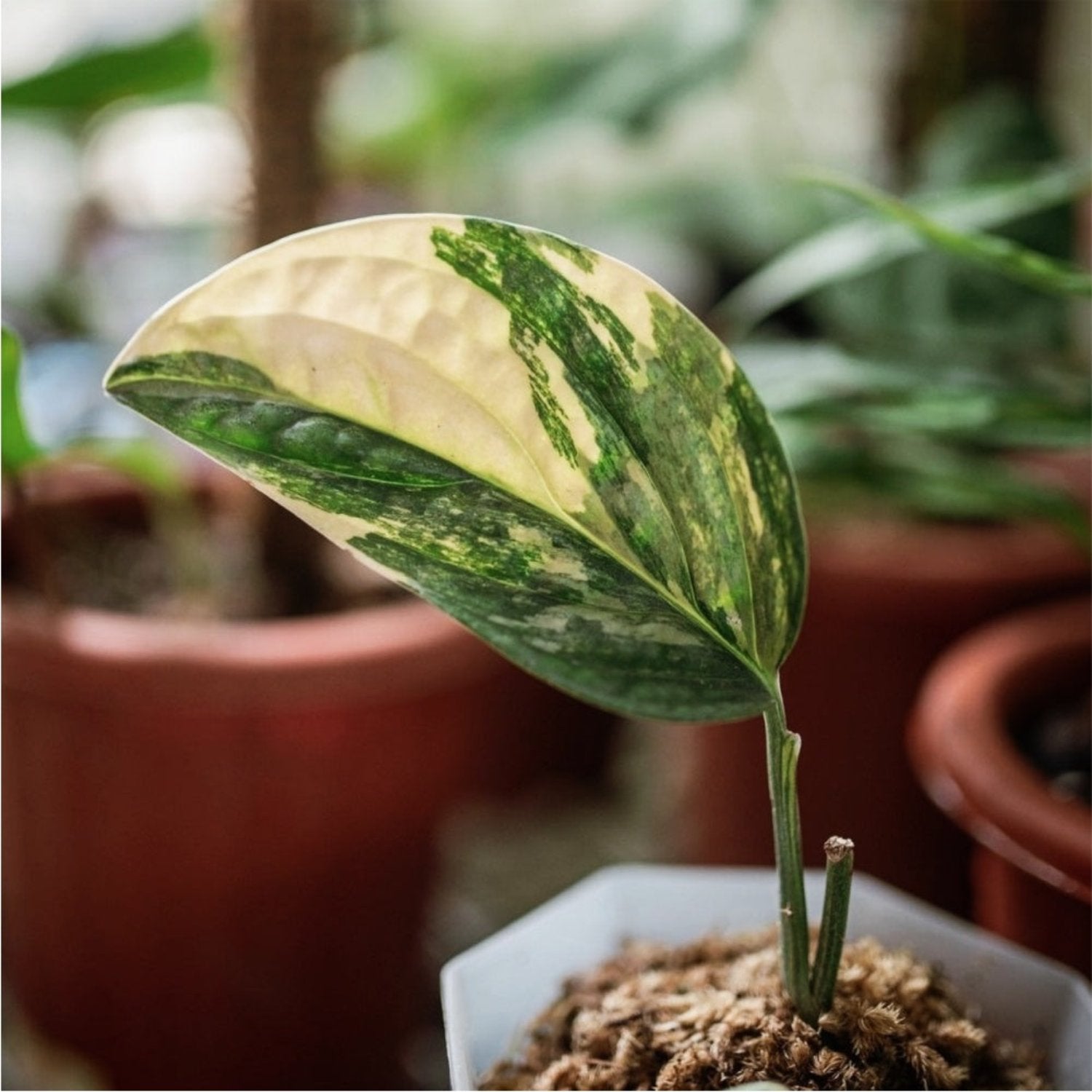 Monstera Peru - 3''