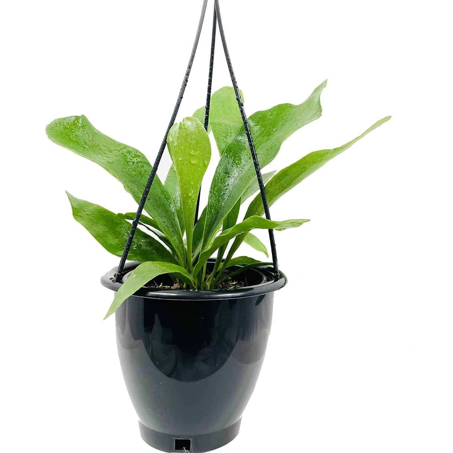 Staghorn Fern (Hanging Plant) - 6''