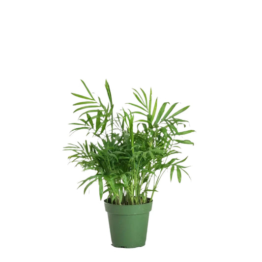 Neanthe Bella Palm - 6"