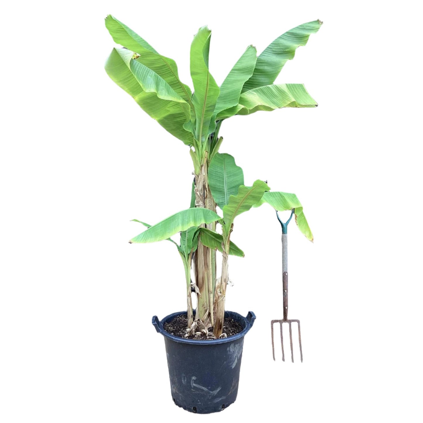 Musa - Basjoo Banana - Banana Tree - 2-3 Ft. Tall