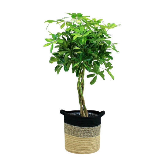 Schefflera Arboricola 'Gold Capella' - 4''