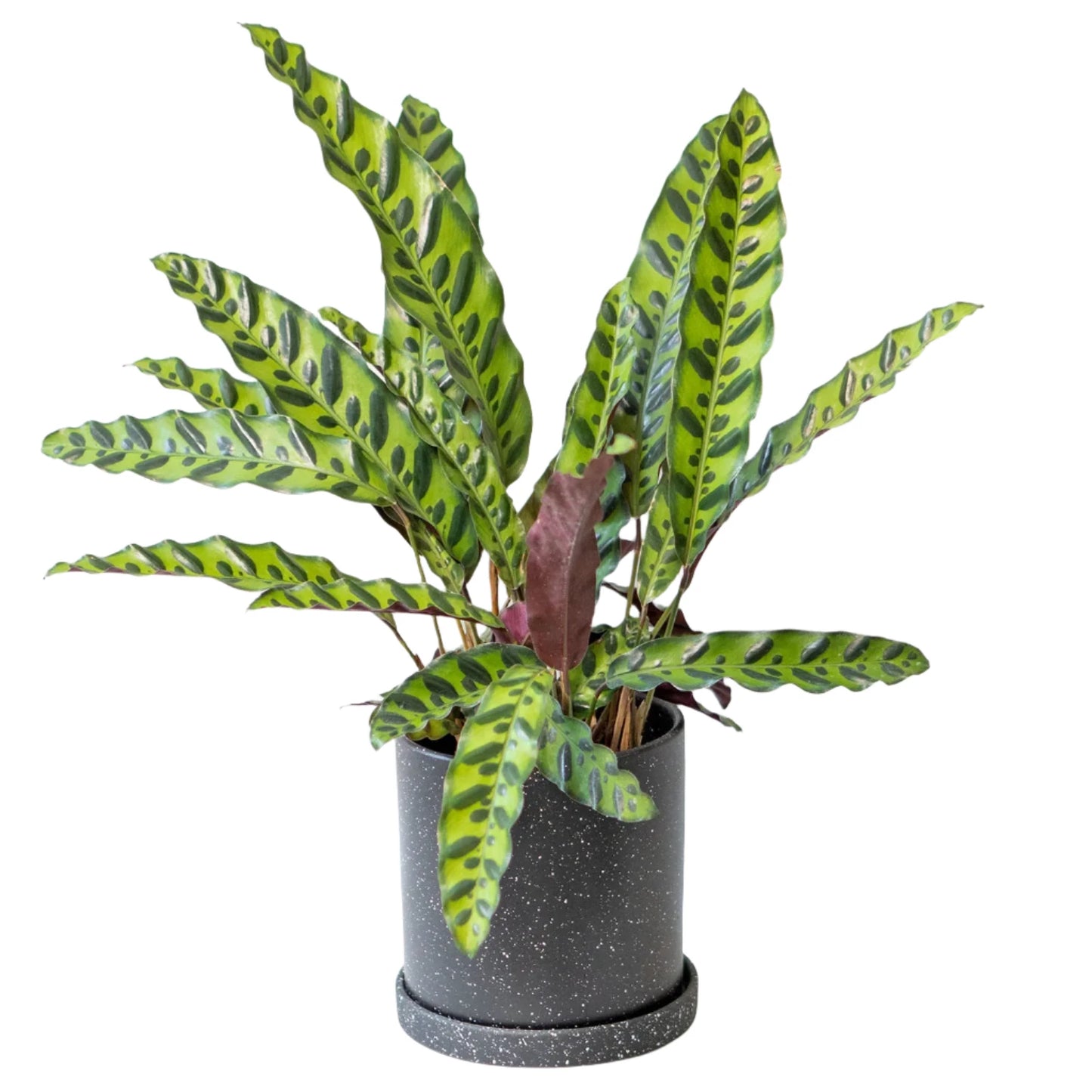 Calathea Rattlesnake Lancifolia - 6''