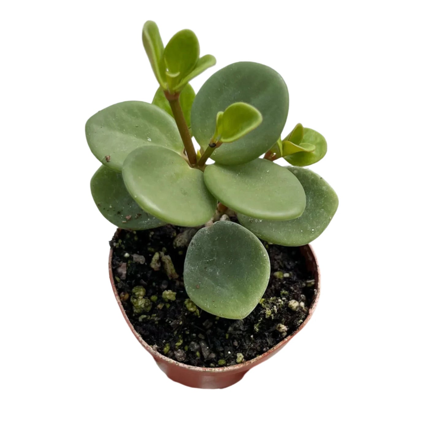 Peperomia Hope - 2''