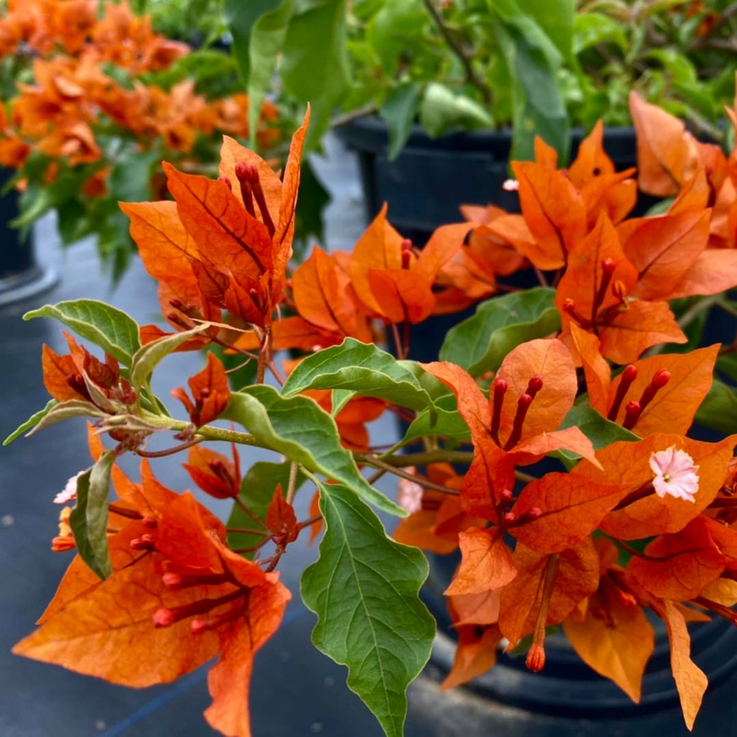 Bougainvillea - 'Flame'