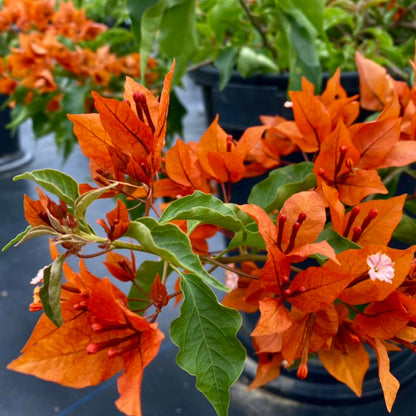 Bougainvillea - 'Flame'