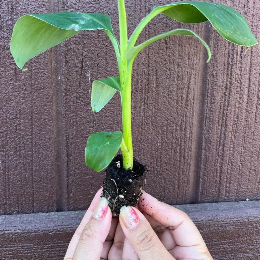 Red Dacca Banana Plant - Live Plant - aka Cuban Red Banana Plant