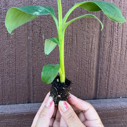 Red Dacca Banana Plant - Live Plant - aka Cuban Red Banana Plant