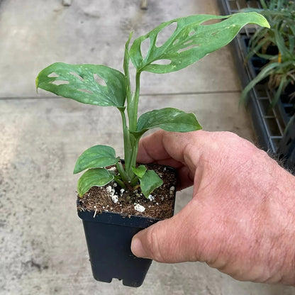 Monstera Adansonii - 'Swiss Cheese Plant'