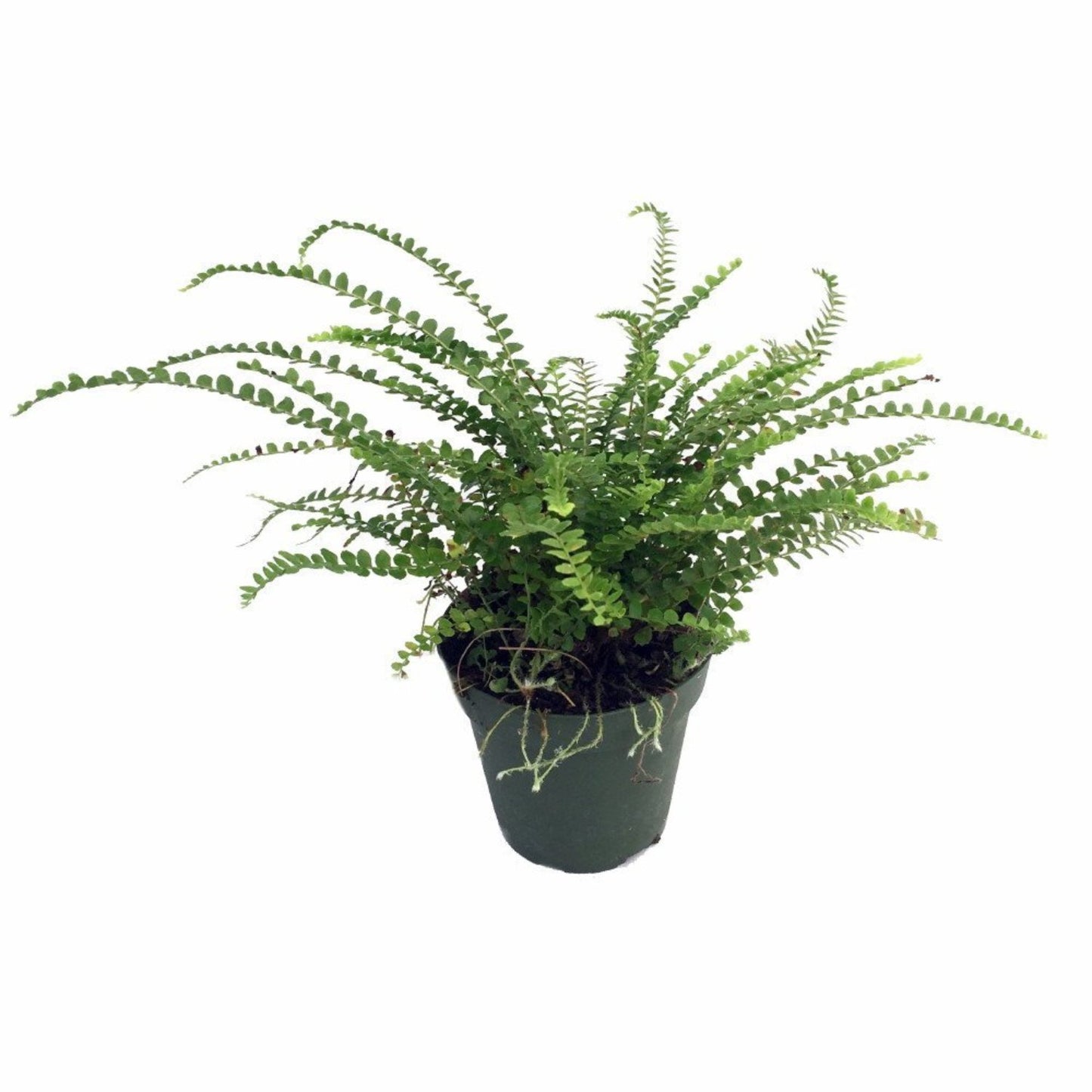 Lemon Buttons Fern - 4''