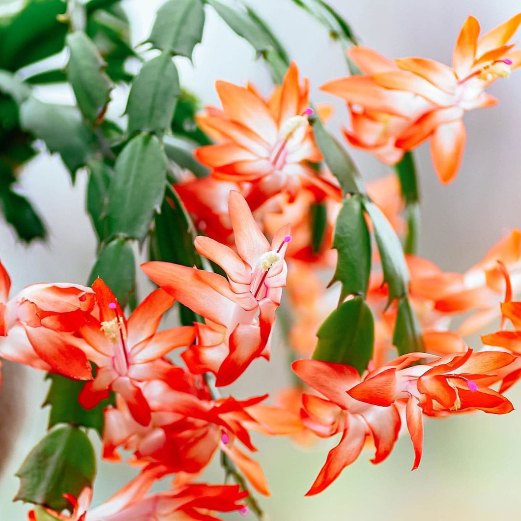 Zygocactus Orange Christmas Cactus - 4"