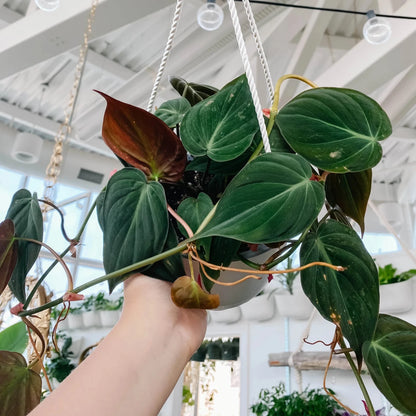 Philodendron Micans - 8"