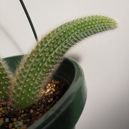 Hildewintera Colademononis Monkey Tail Cactus (two tails) - 4''