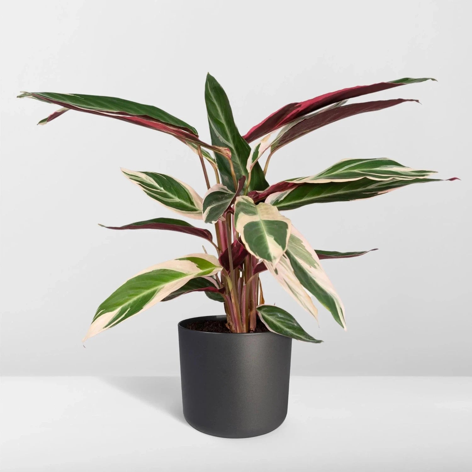 Calathea Triostar - 6"