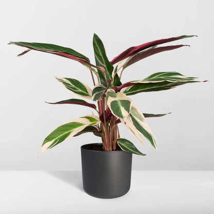 Calathea Triostar - 6"