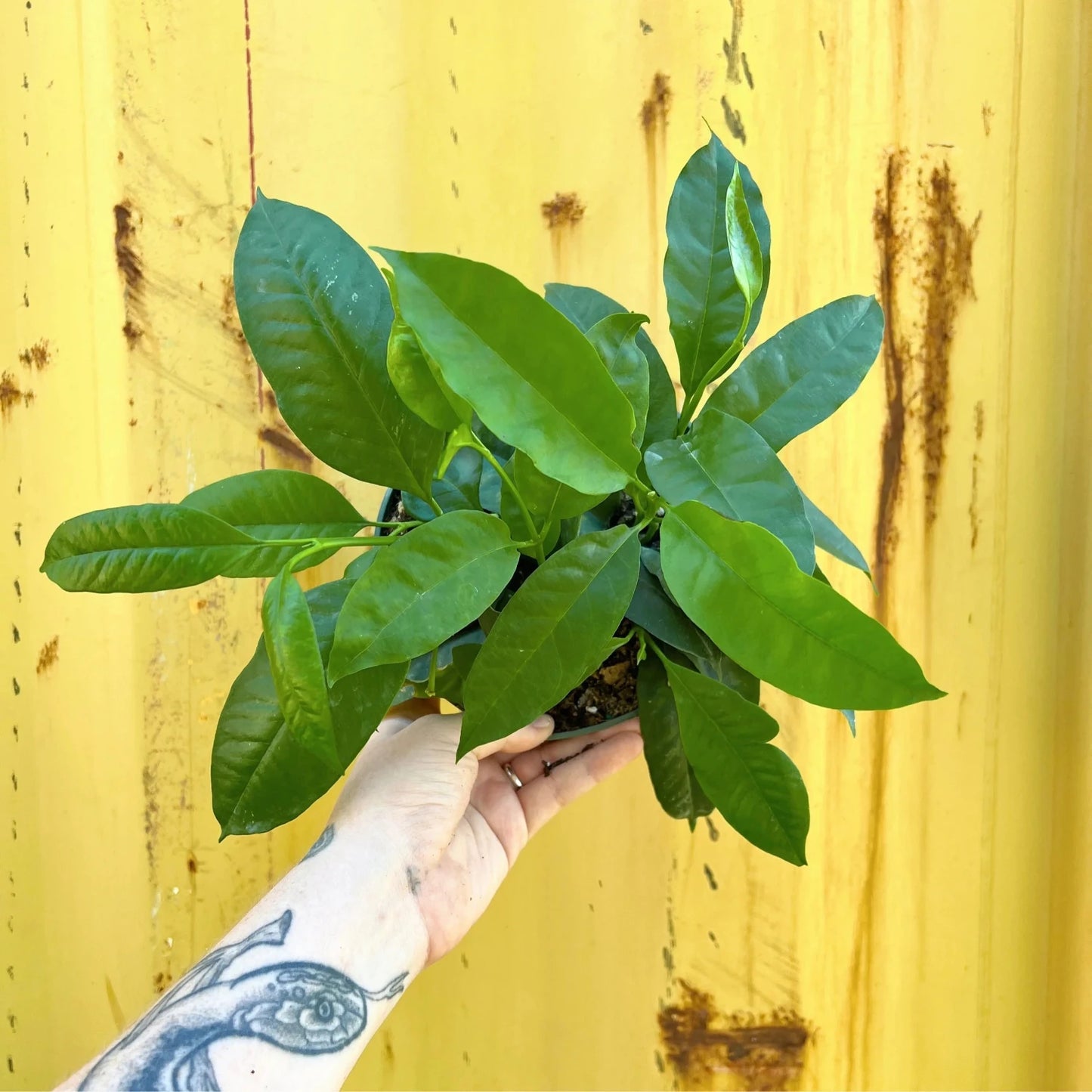 Hoya Multiflora 'Shooting Star' - 6''